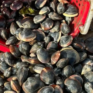 12 Clams