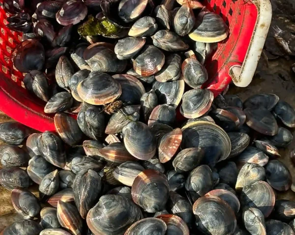 12 Clams